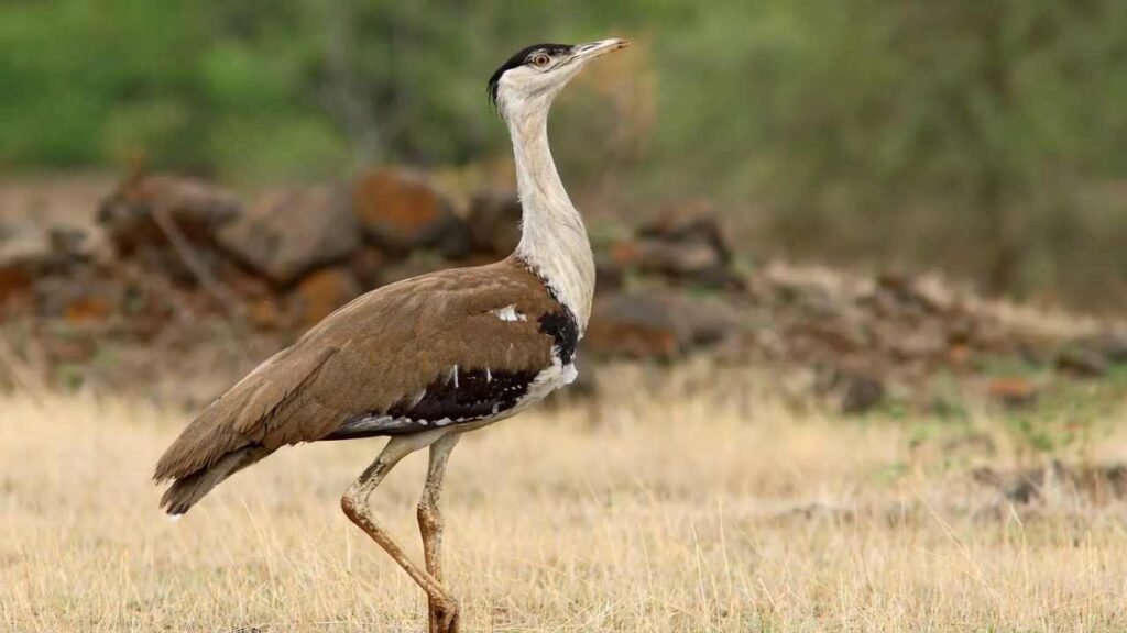 great indian bustard