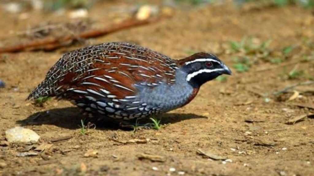 Himalayan Quail