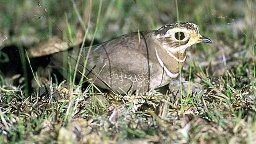 jerdon's courser