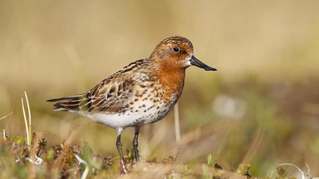 spoon-billed sandpiper