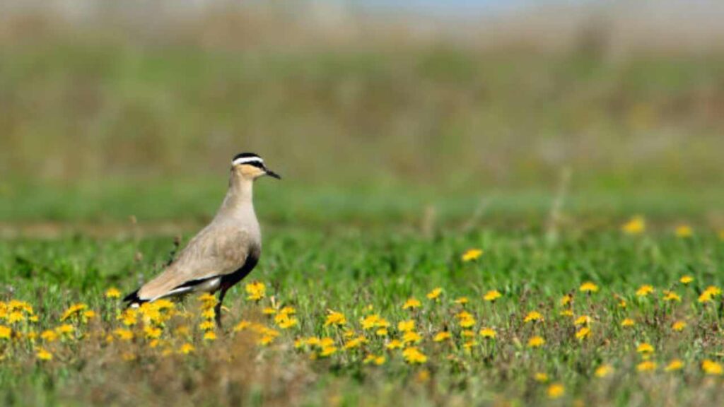 sociable lapwing