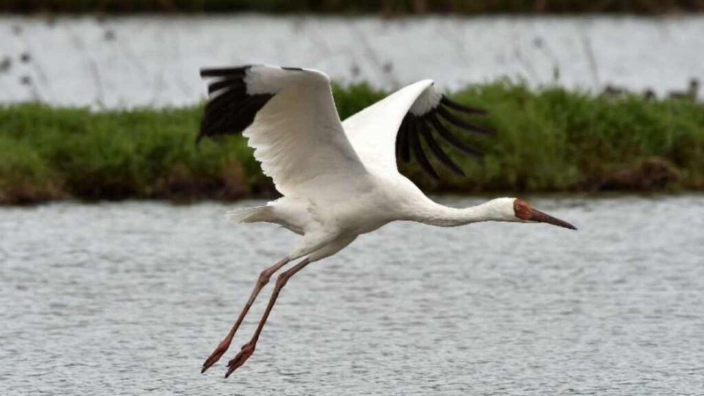 siberian crane