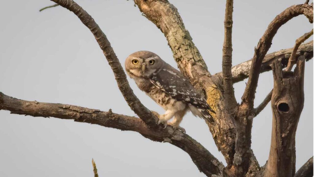 Forest Owlet