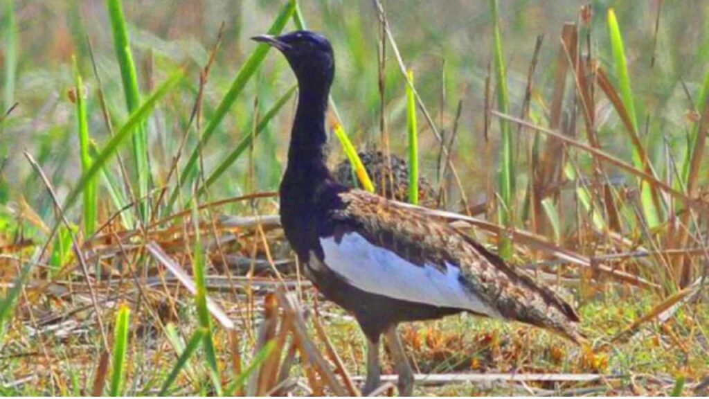 Bengal Florican